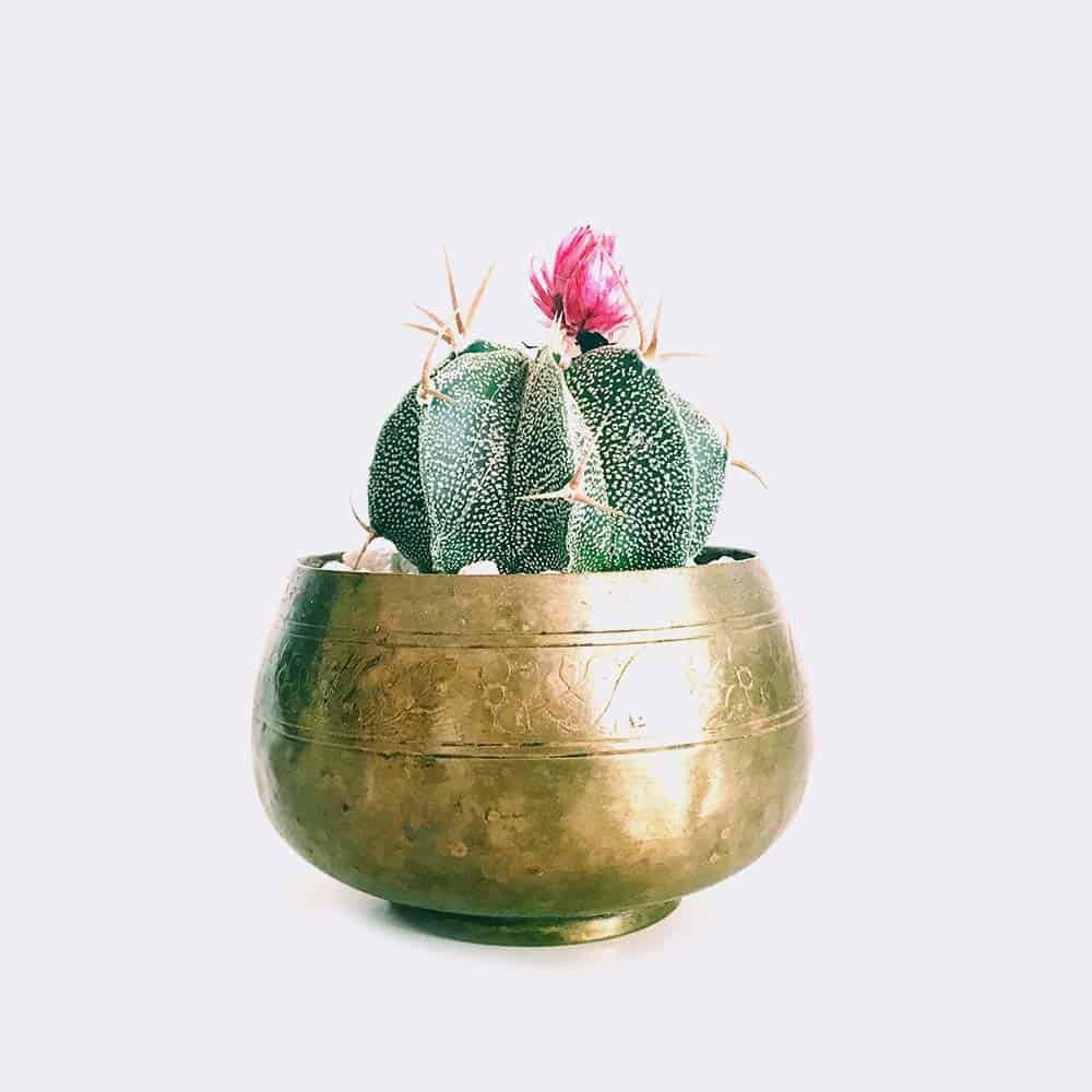 cactus6 free img cactus6 free img